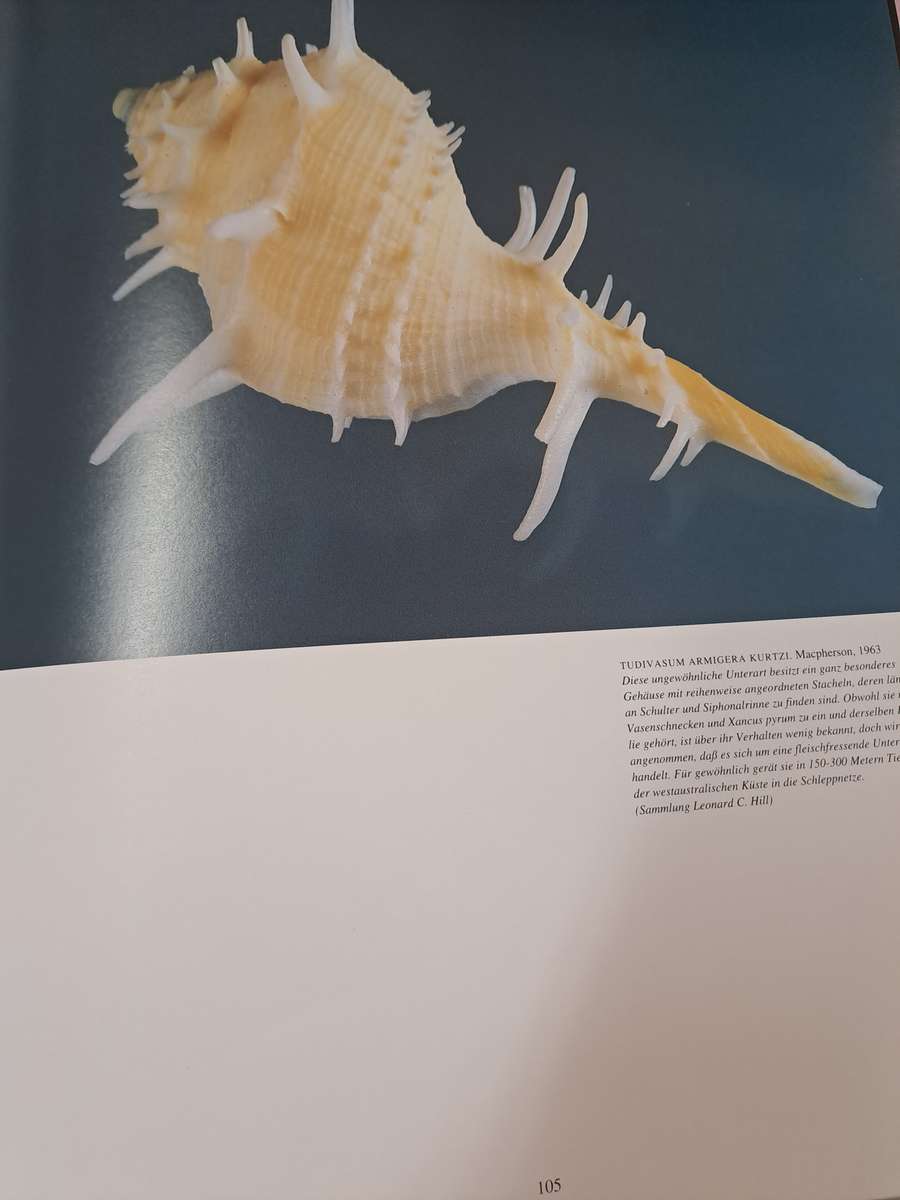 MUSCHELN (SHELLS)  By S Meere