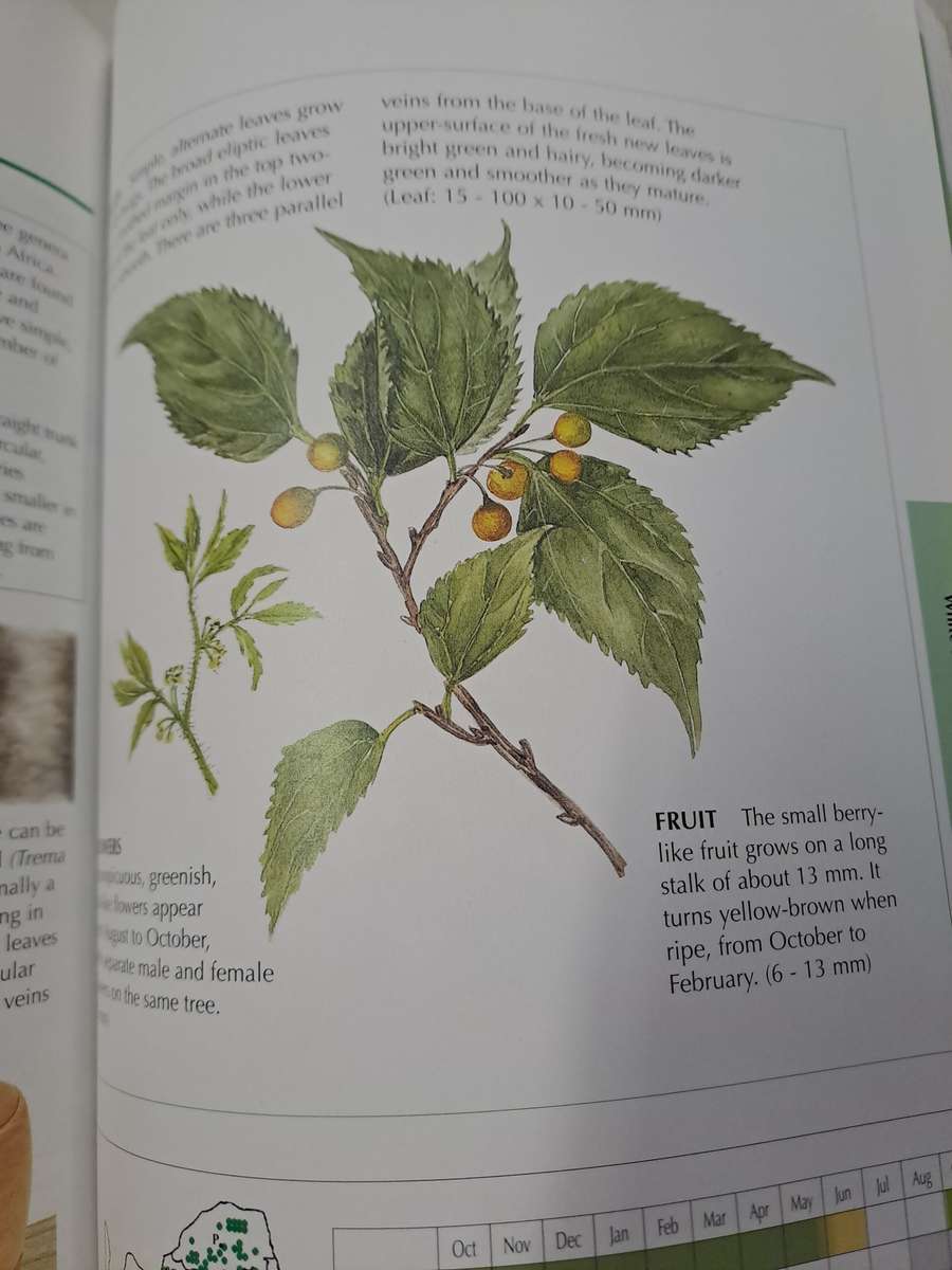 SAPPI TREE SPOTTING HIGHVELD AND THE DRAKENSBERG.