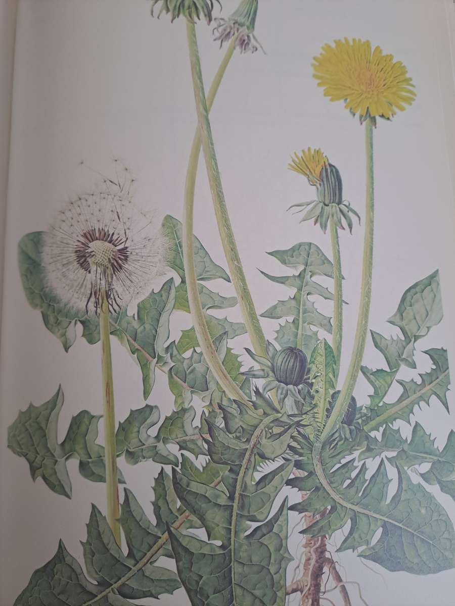 WEEDS OF CROPS AND GARDENS IN SOUTHERN AFRICA.