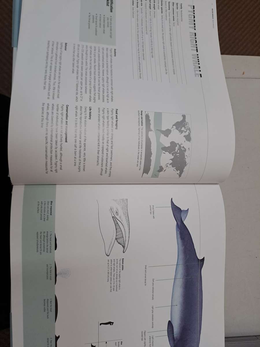 WHALES DOLPHINS & PORPOISES