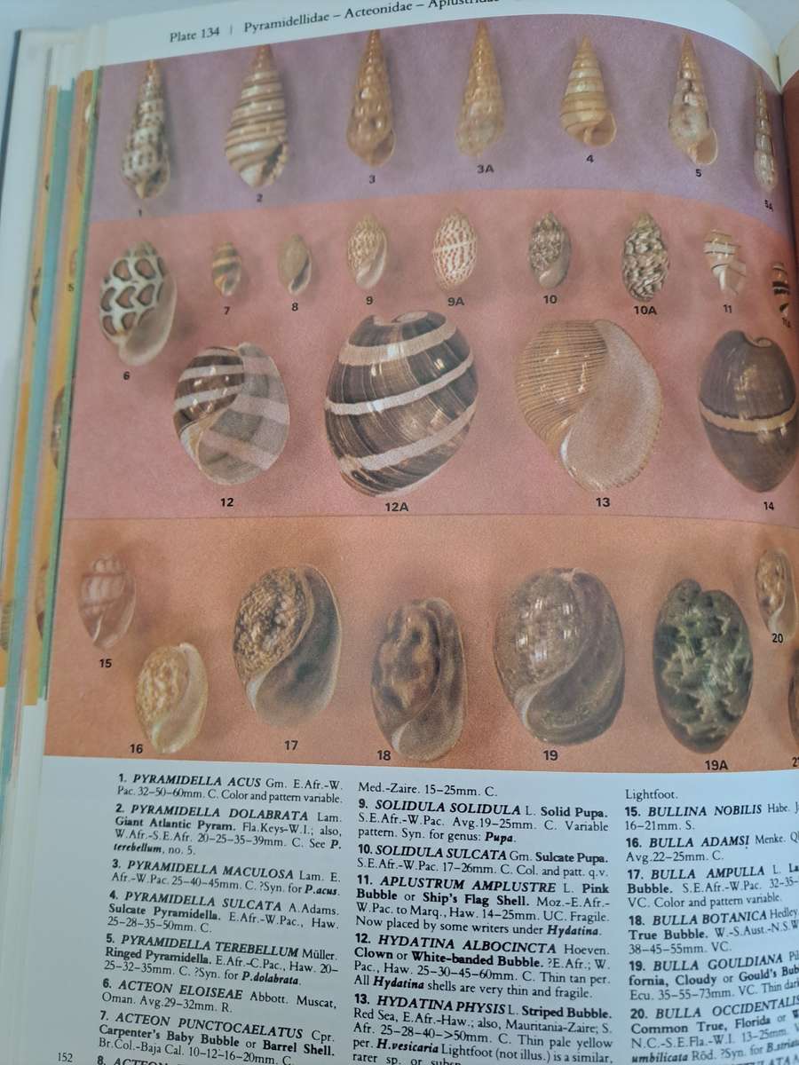 A COLLECTOR'S GUIDE TO SHELLS OF THE WORLD.  BY J Eisenberg