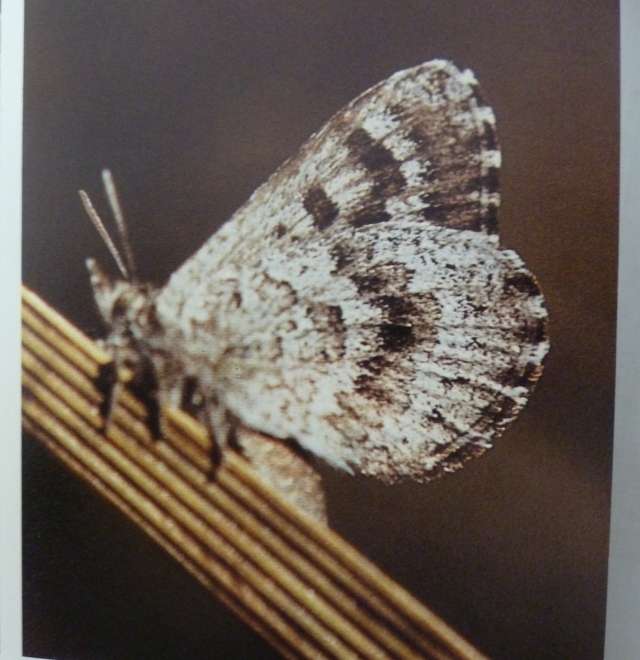 BUTTERFLIES OF THE TABLE MOUNTAIN RANGE. By A Claasens & C Dickson