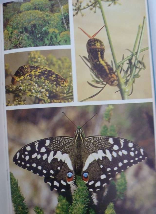 BUTTERFLIES OF THE TABLE MOUNTAIN RANGE. By A Claasens & C Dickson