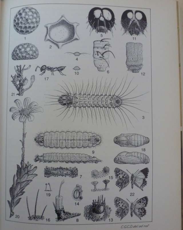 BUTTERFLIES OF THE TABLE MOUNTAIN RANGE. By A Claasens & C Dickson