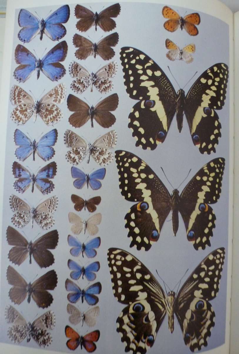 BUTTERFLIES OF THE TABLE MOUNTAIN RANGE. By A Claasens & C Dickson