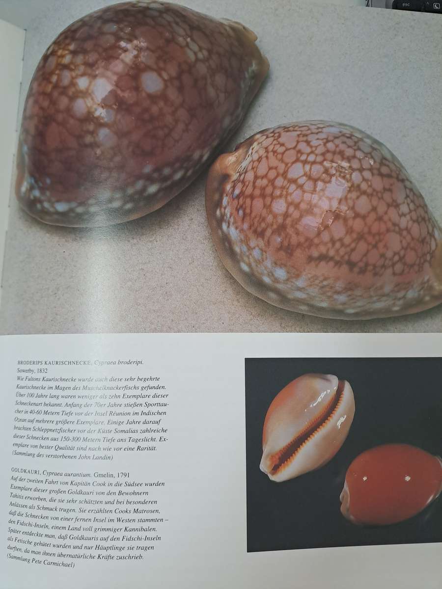 MUSCHELN (SHELLS)  By S Meere