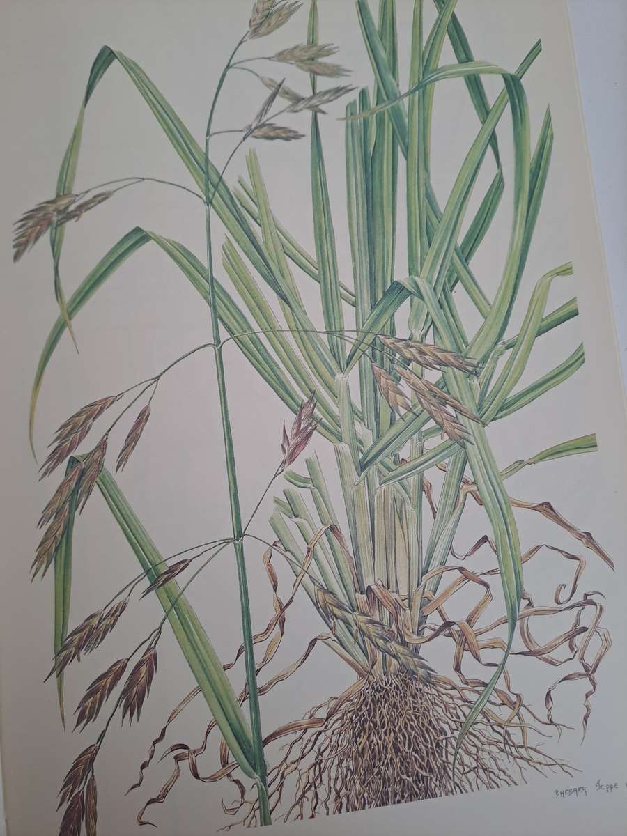 WEEDS OF CROPS AND GARDENS IN SOUTHERN AFRICA.