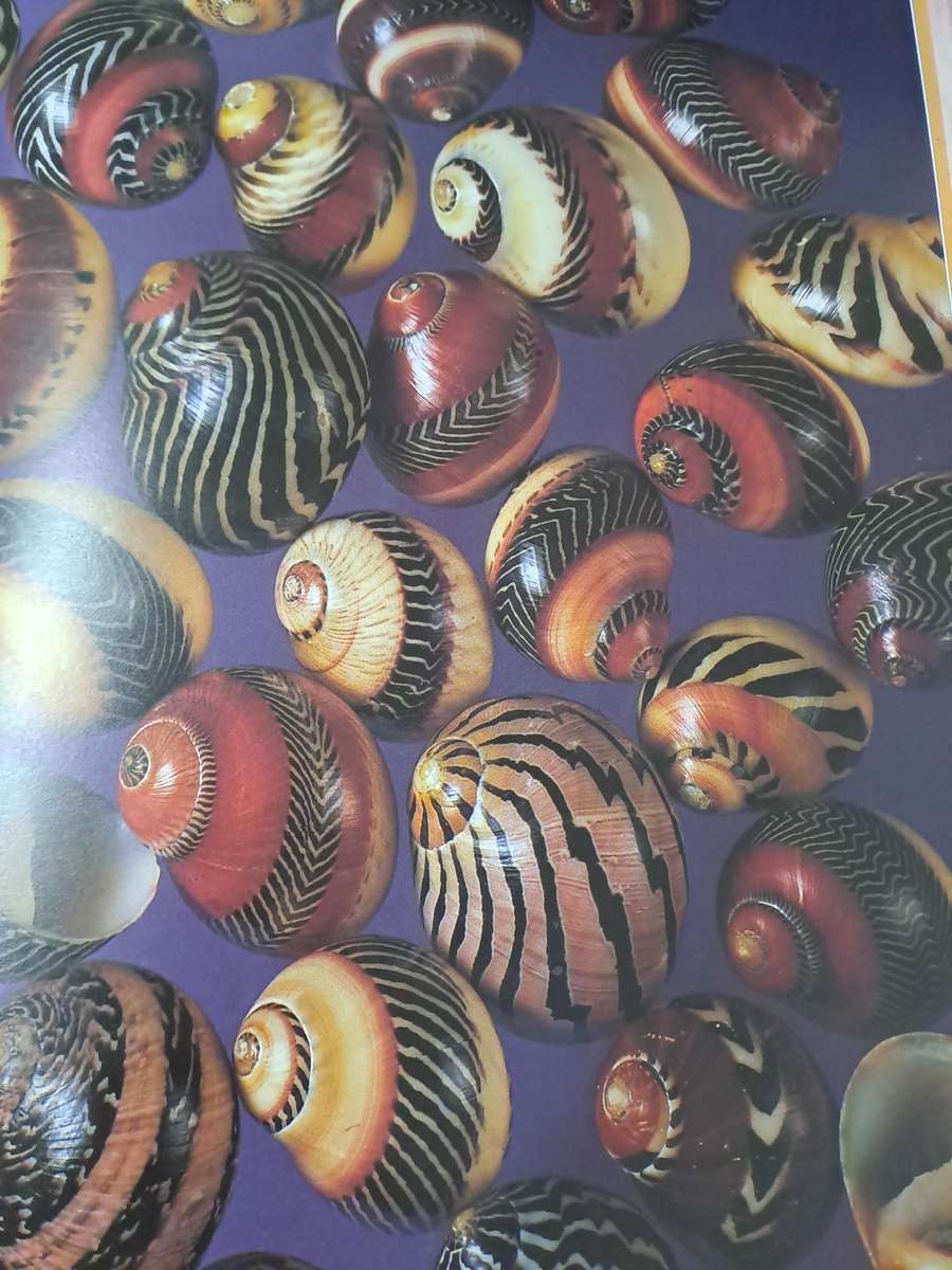 MUSCHELN (SHELLS)  By S Meere