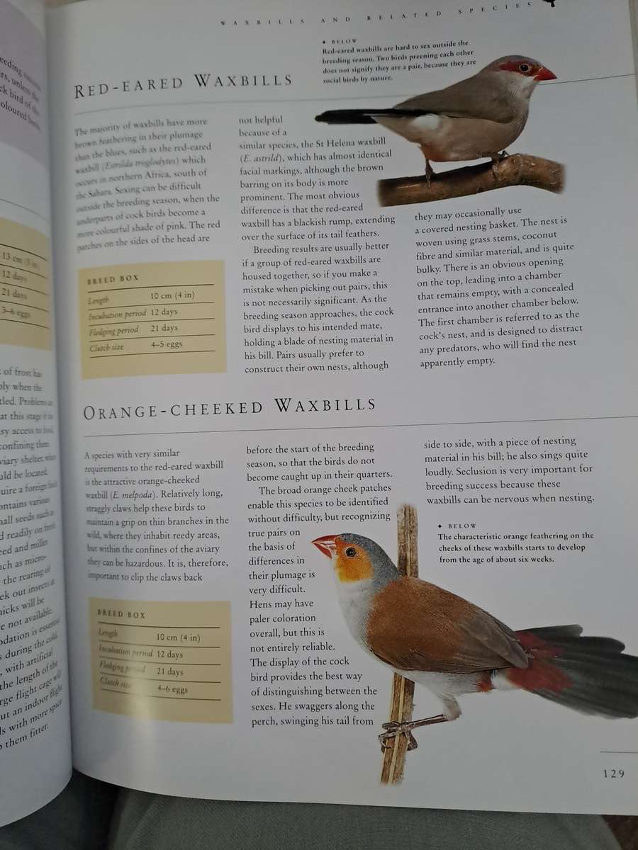 CAGED AND AVIARY BIRDS. By D Alderton