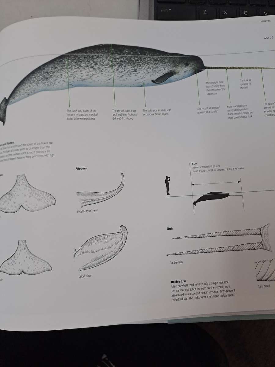 WHALES DOLPHINS & PORPOISES