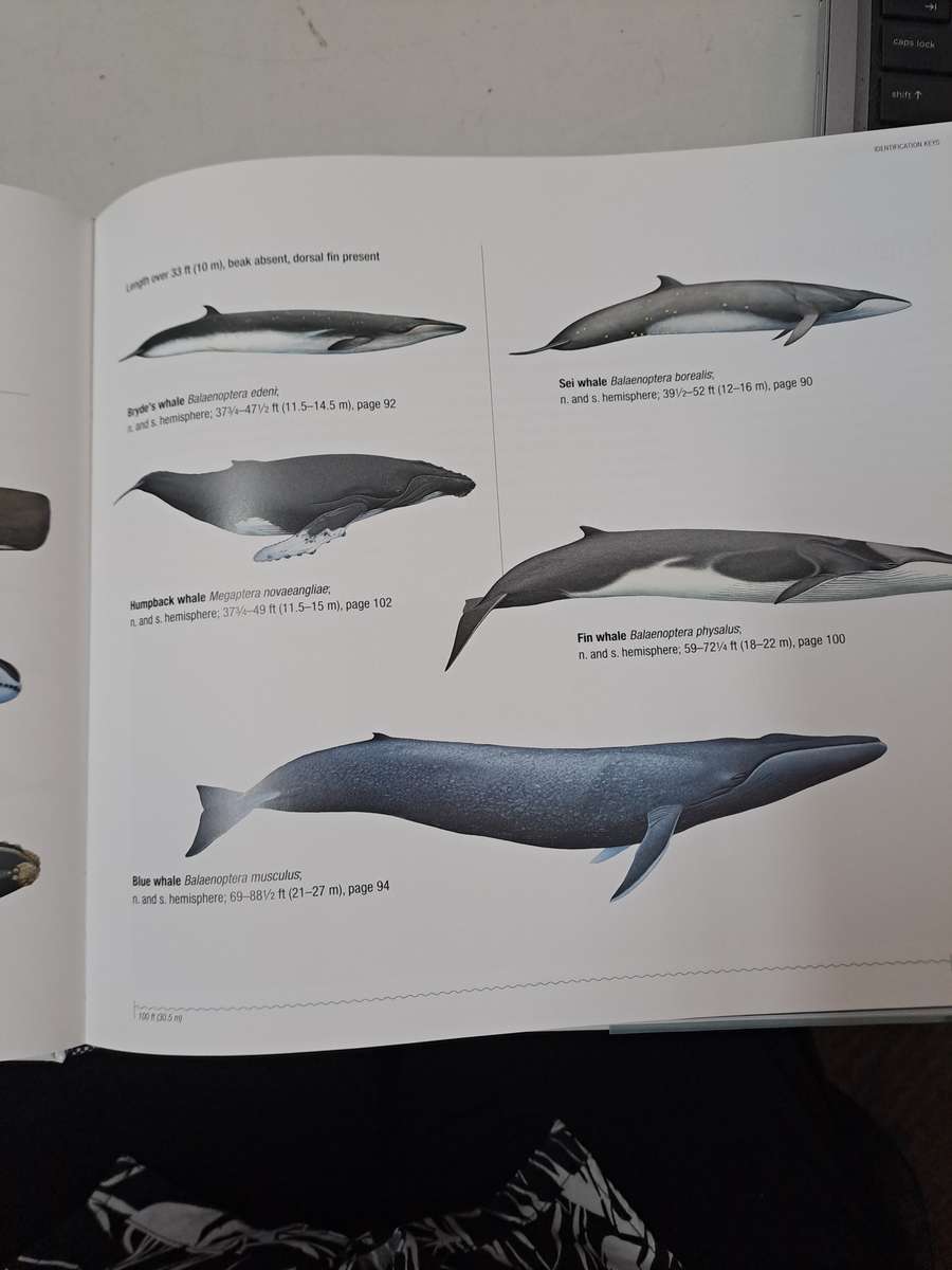 WHALES DOLPHINS & PORPOISES