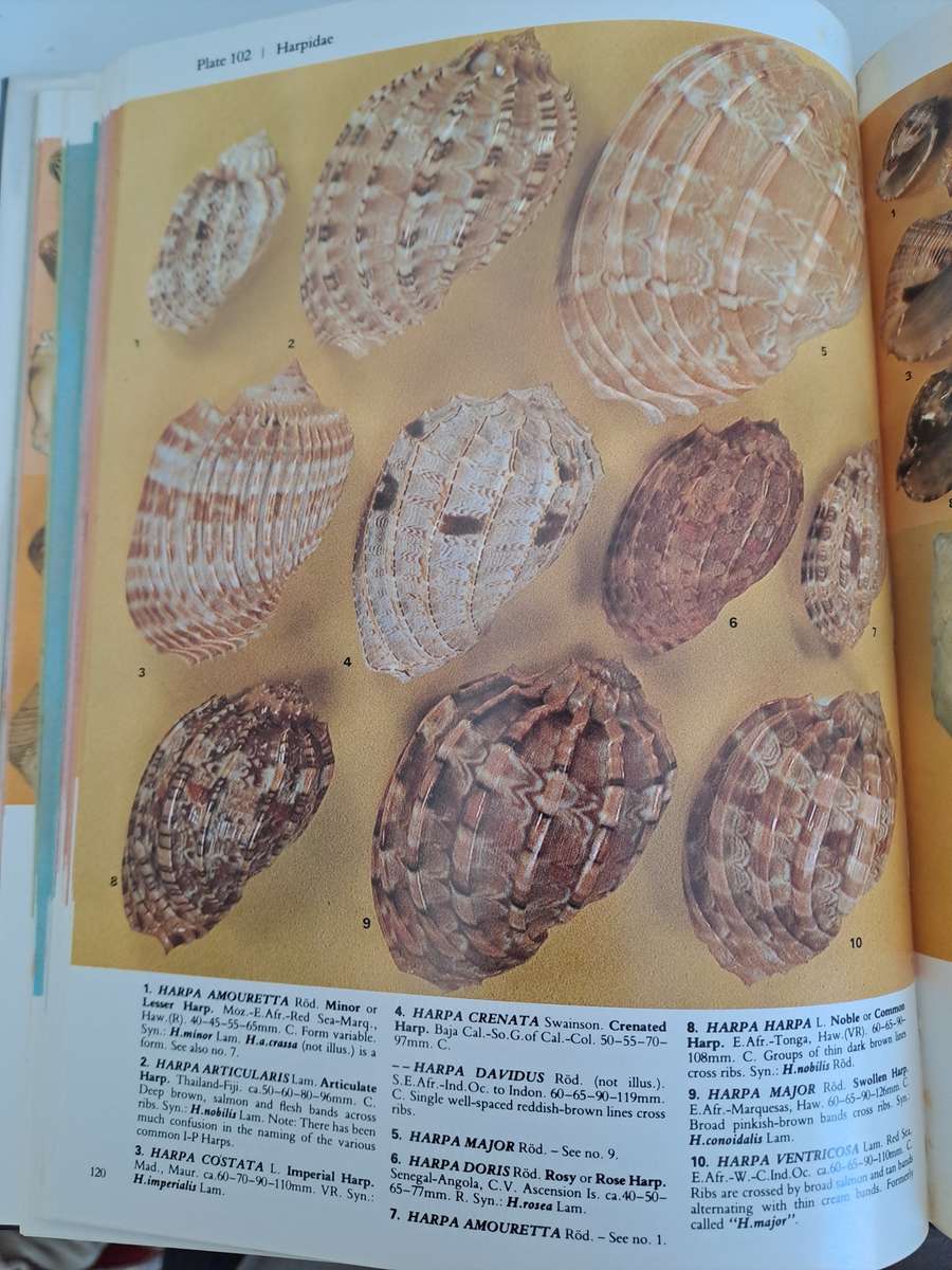 A COLLECTOR'S GUIDE TO SHELLS OF THE WORLD.  BY J Eisenberg