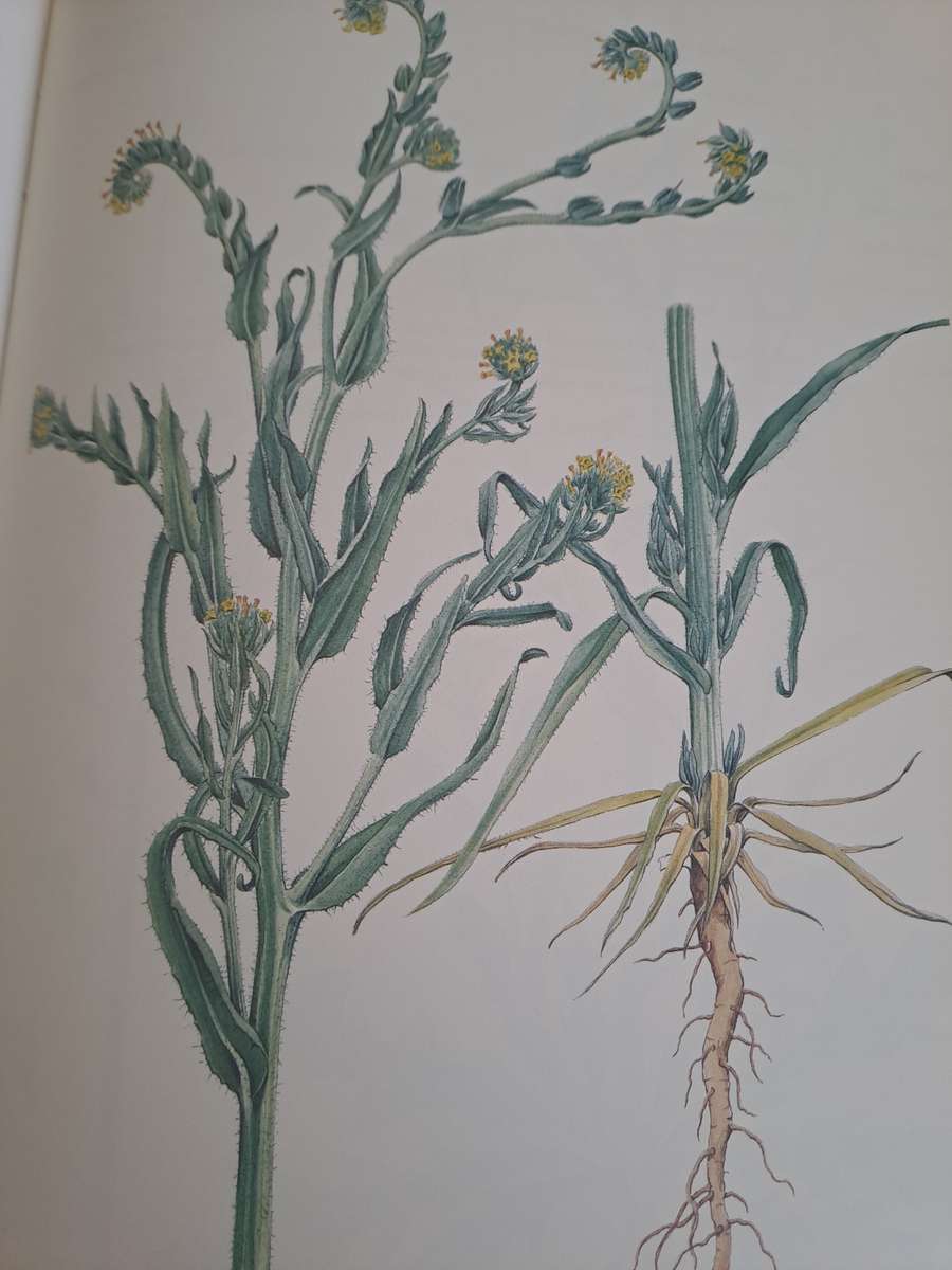 WEEDS OF CROPS AND GARDENS IN SOUTHERN AFRICA.