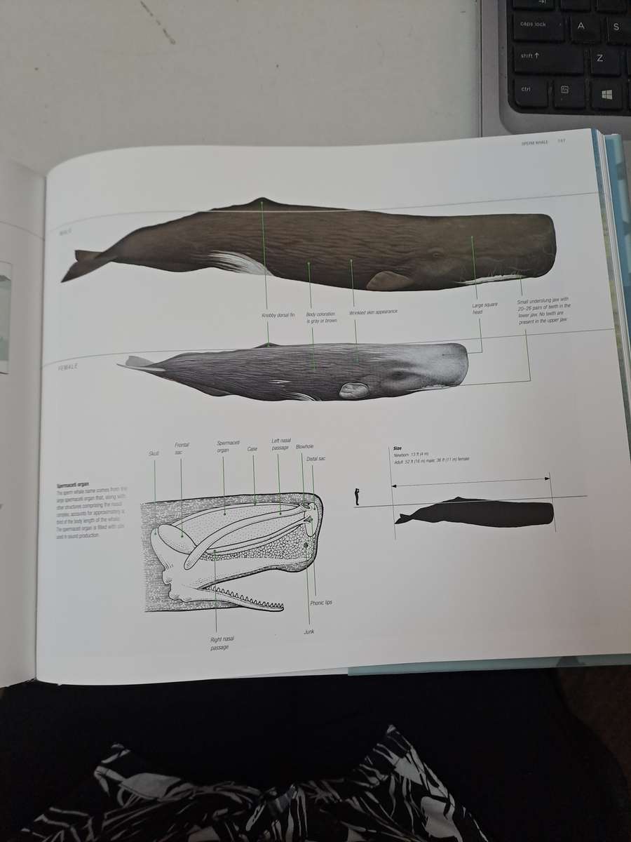 WHALES DOLPHINS & PORPOISES