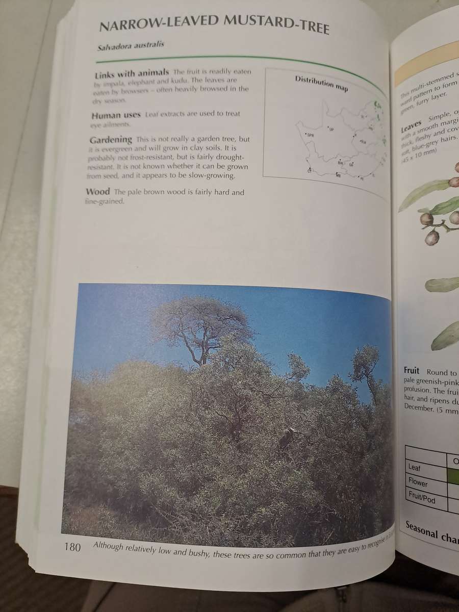 SAPPI TREE SPOTTING LOWVELD INCLUDING KRUGER NATIONAL PARK.