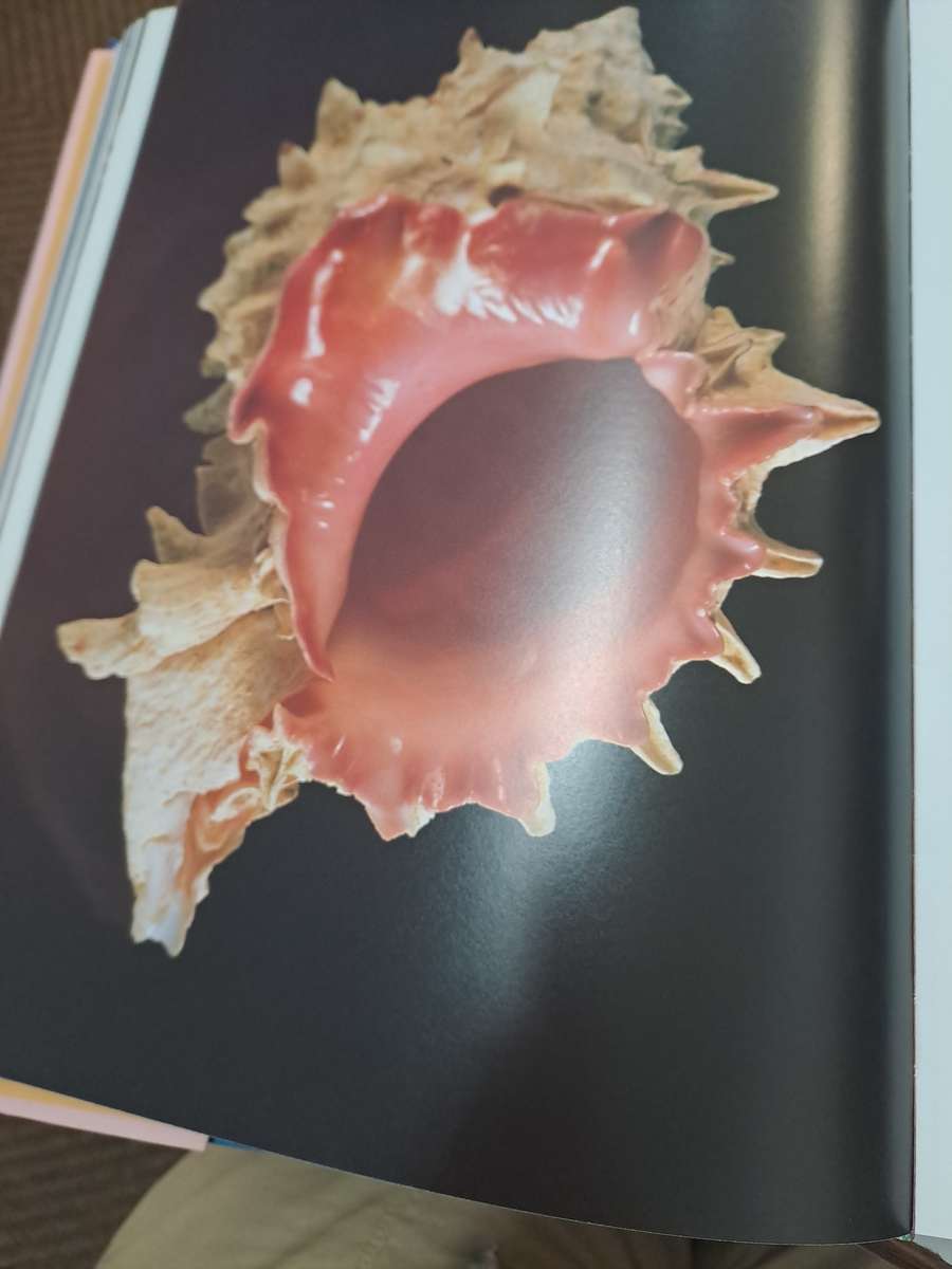 MUSCHELN (SHELLS)  By S Meere