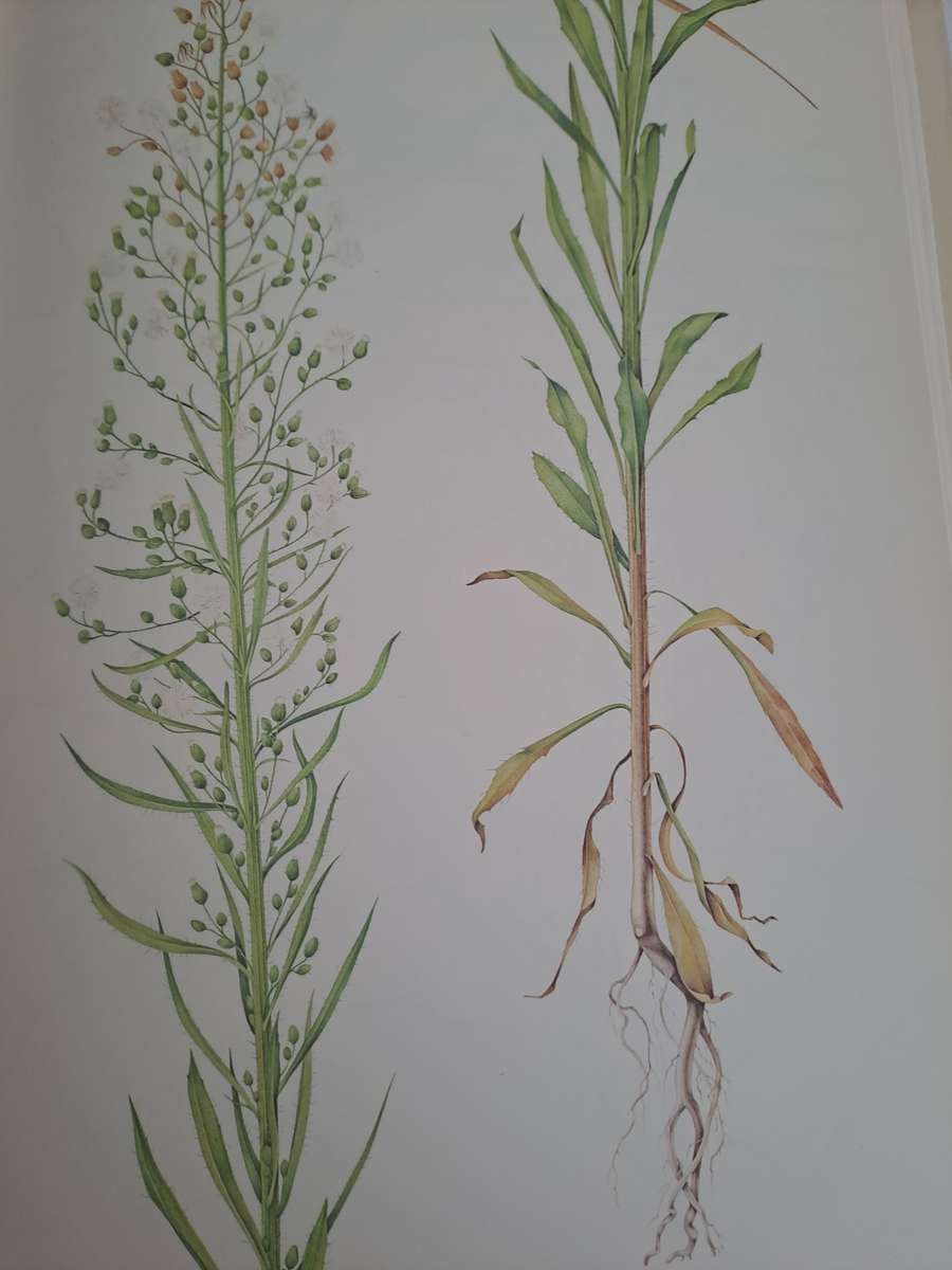 WEEDS OF CROPS AND GARDENS IN SOUTHERN AFRICA.