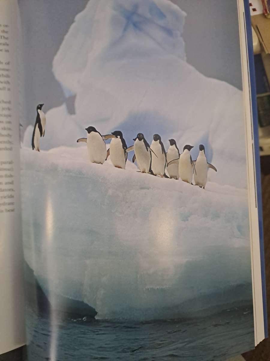 PENGUINS OF THE WORLD.  By W Lynch