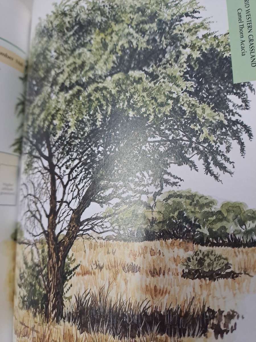 SAPPI TREE SPOTTING HIGHVELD AND THE DRAKENSBERG.