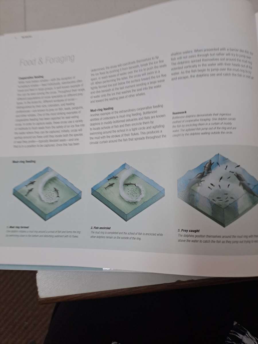 WHALES DOLPHINS & PORPOISES