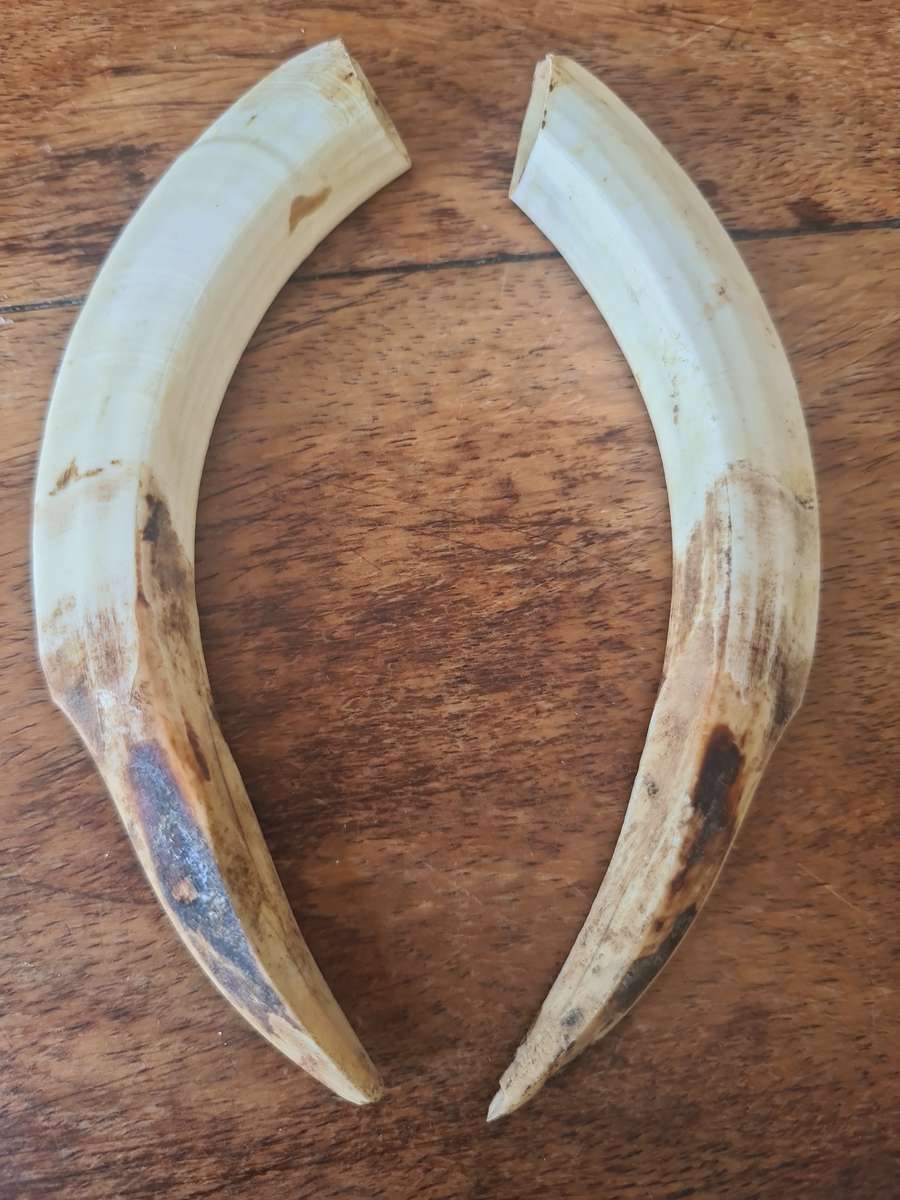 Warthog Tusks set