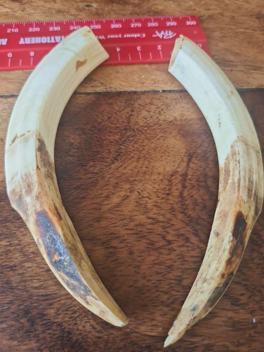Warthog Tusks set