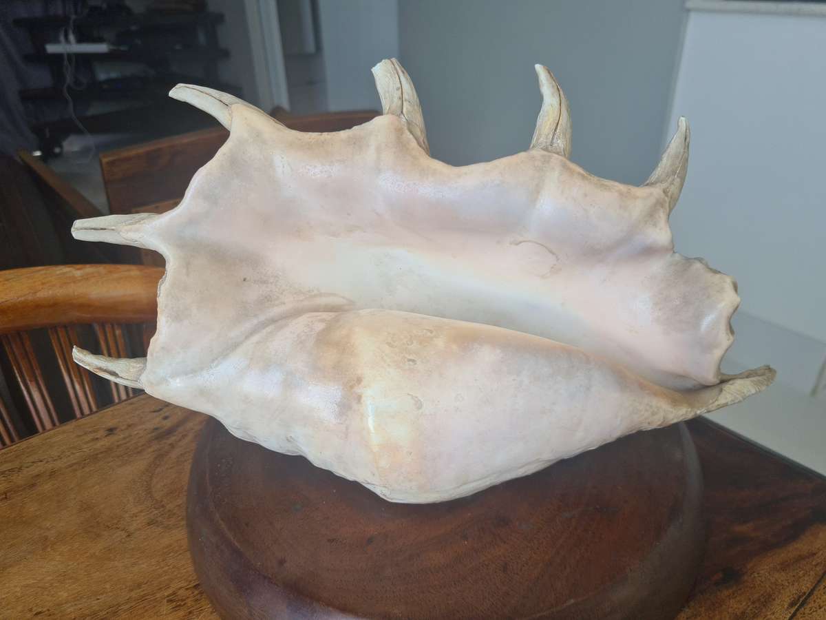 Giant Spider Conch Seashell XL