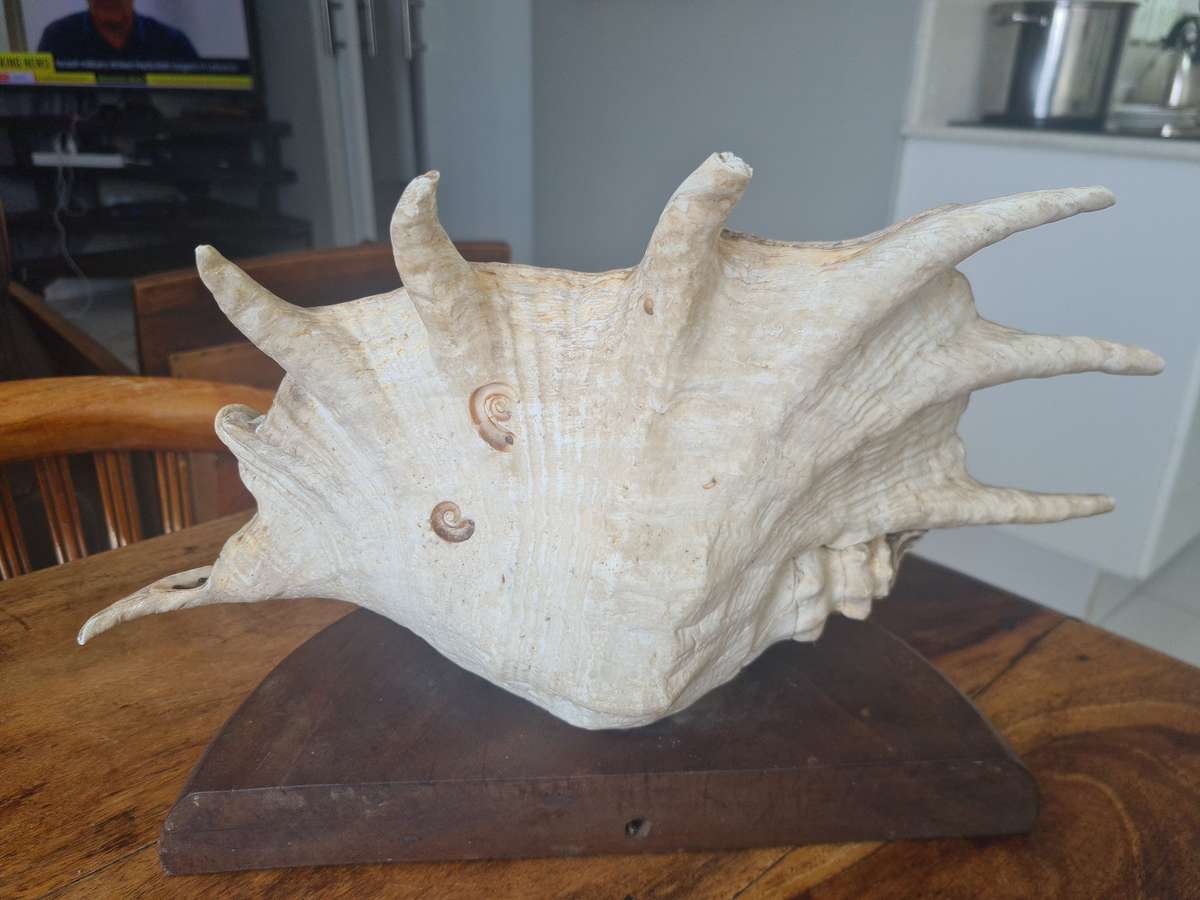 Giant Spider Conch Seashell XL