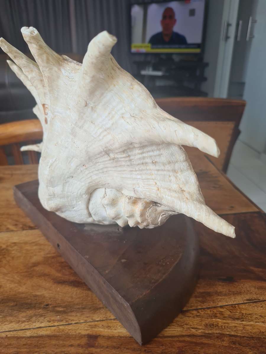 Giant Spider Conch Seashell XL