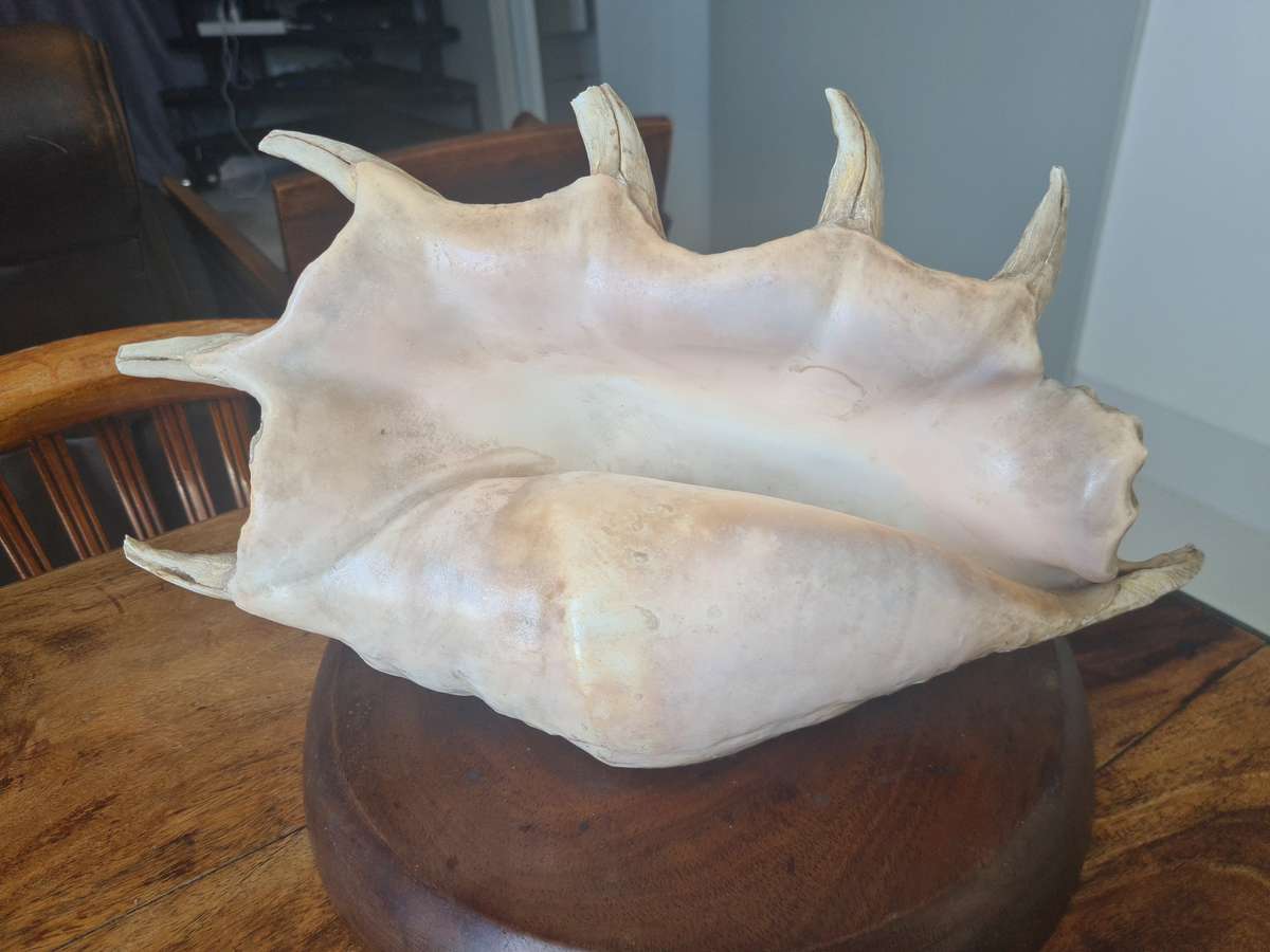 Giant Spider Conch Seashell XL