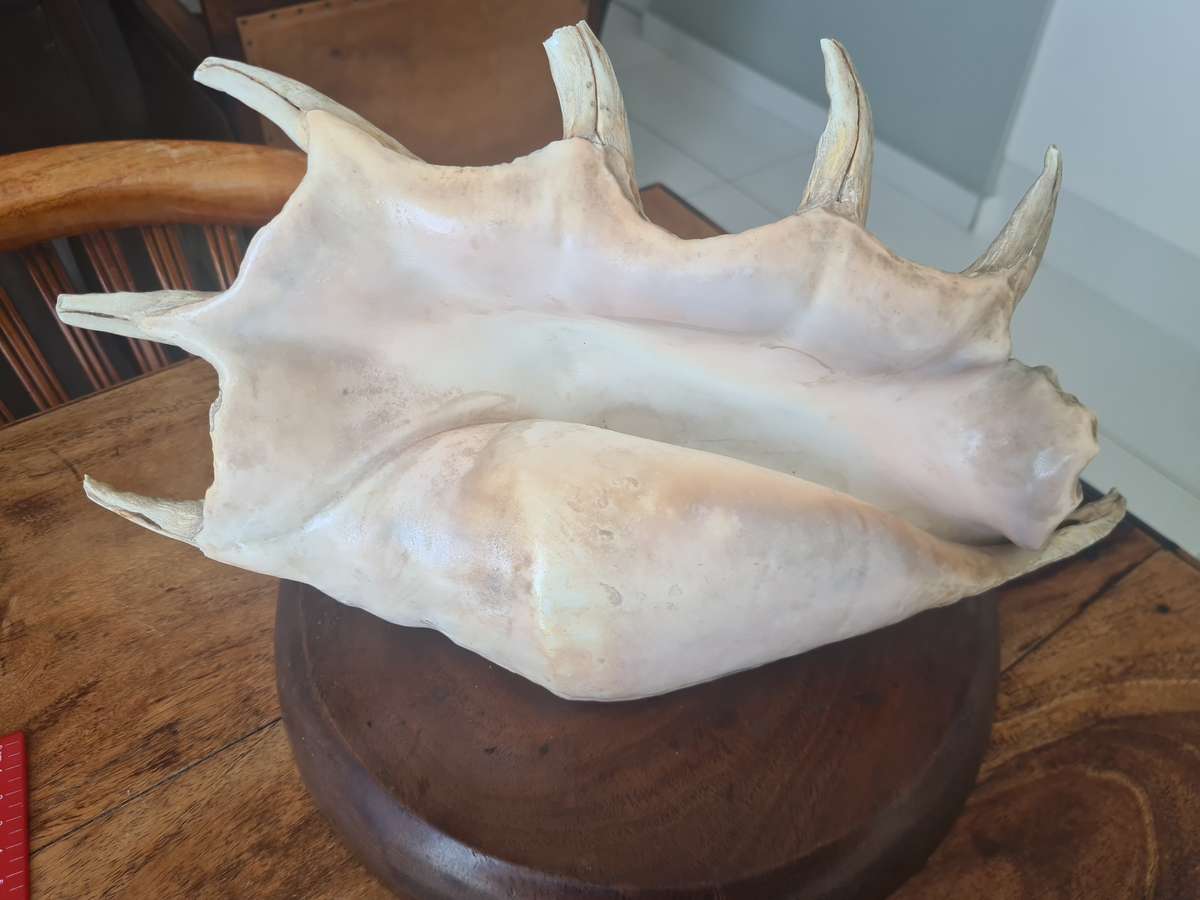 Giant Spider Conch Seashell XL