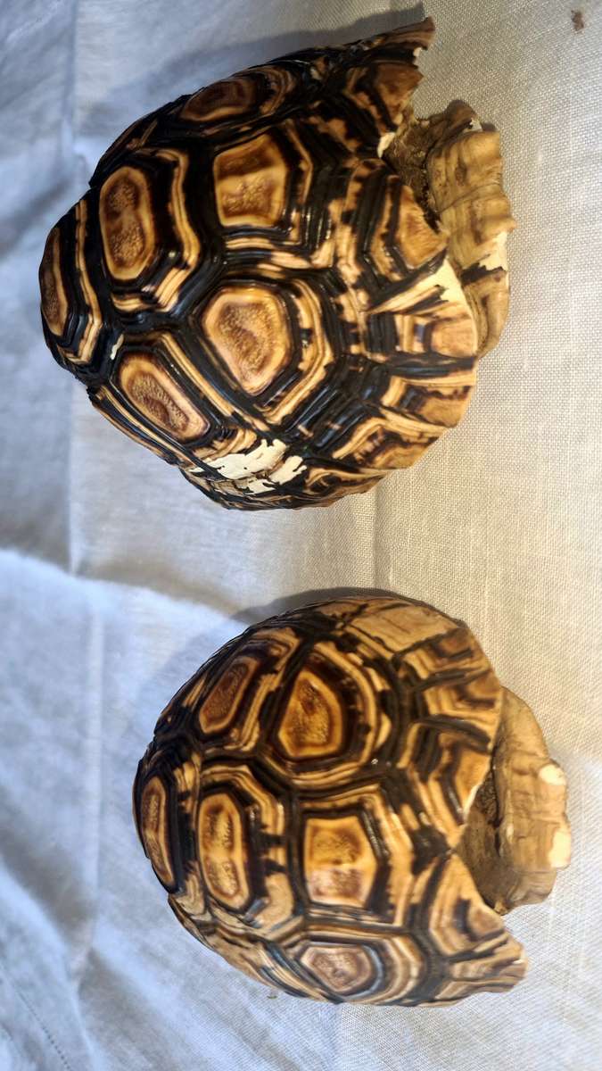 Pair of antique Leopard tortoise shell -relisted due to non payment