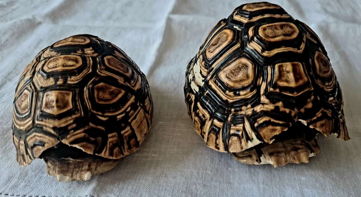 Pair of antique Leopard tortoise shell -relisted due to non payment