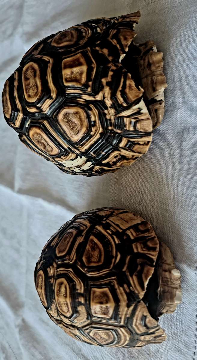 Pair of antique Leopard tortoise shell -relisted due to non payment