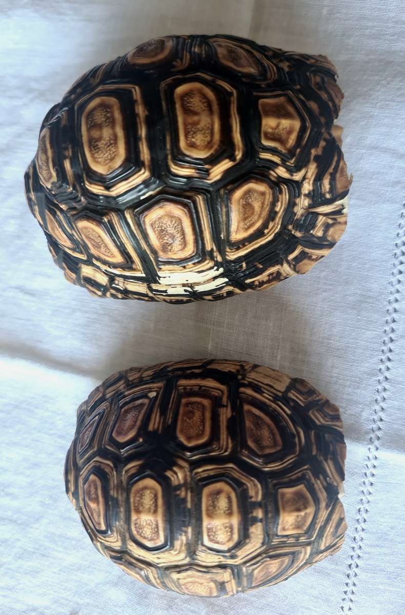Pair of antique Leopard tortoise shell -relisted due to non payment