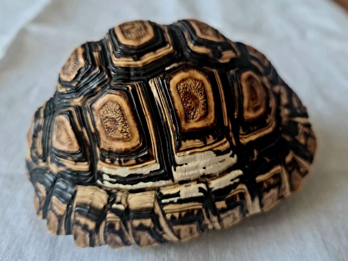 Pair of antique Leopard tortoise shell -relisted due to non payment