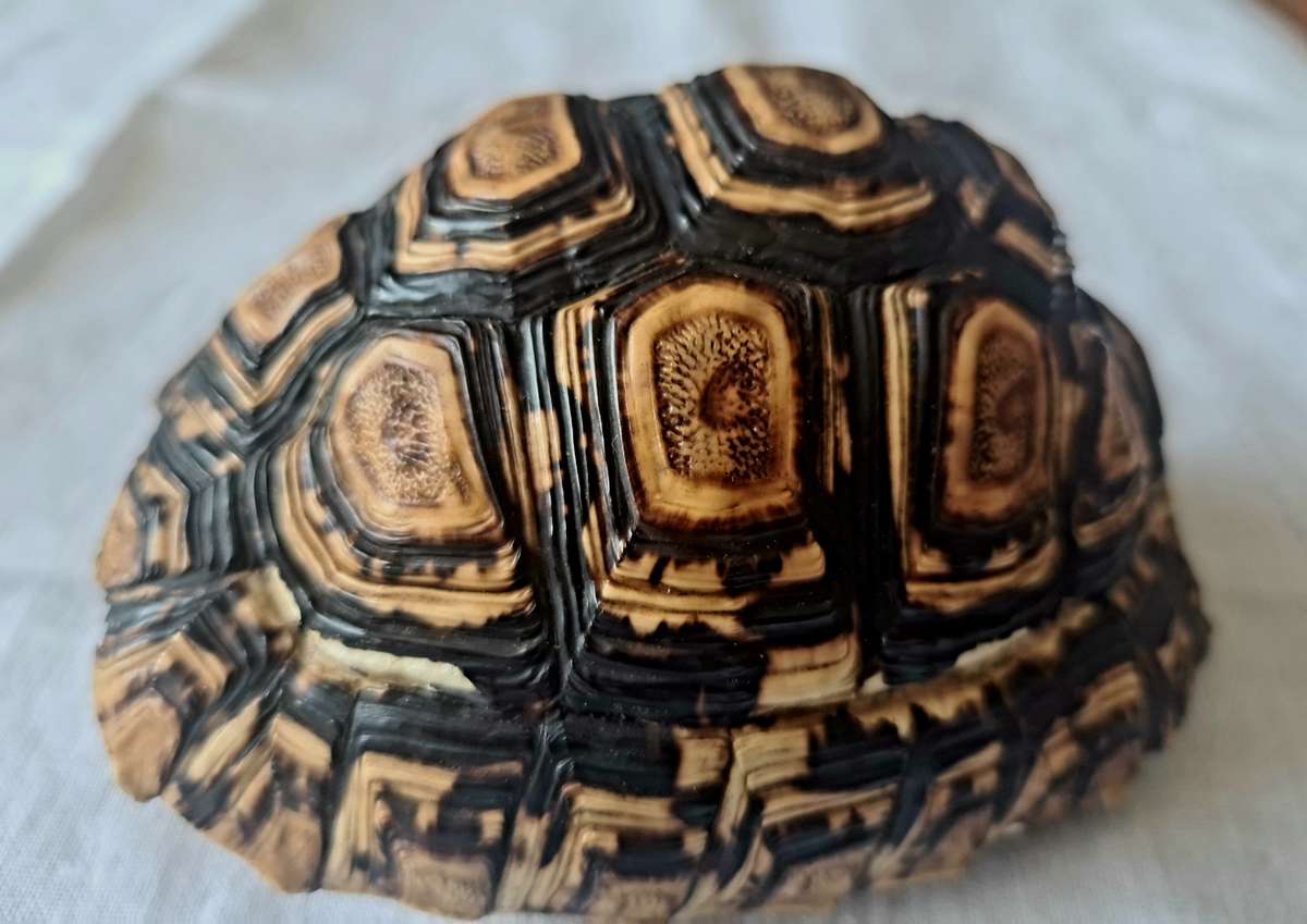Pair of antique Leopard tortoise shell -relisted due to non payment