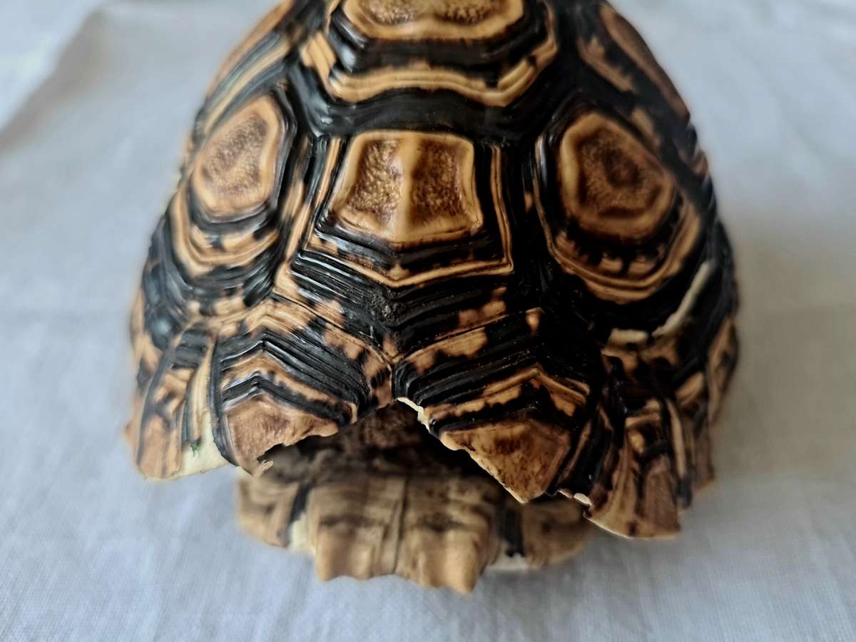 Pair of antique Leopard tortoise shell -relisted due to non payment