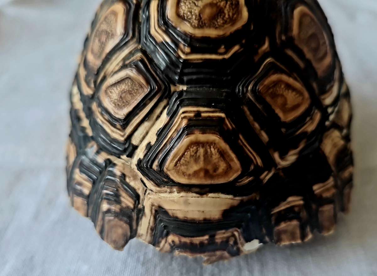 Pair of antique Leopard tortoise shell -relisted due to non payment