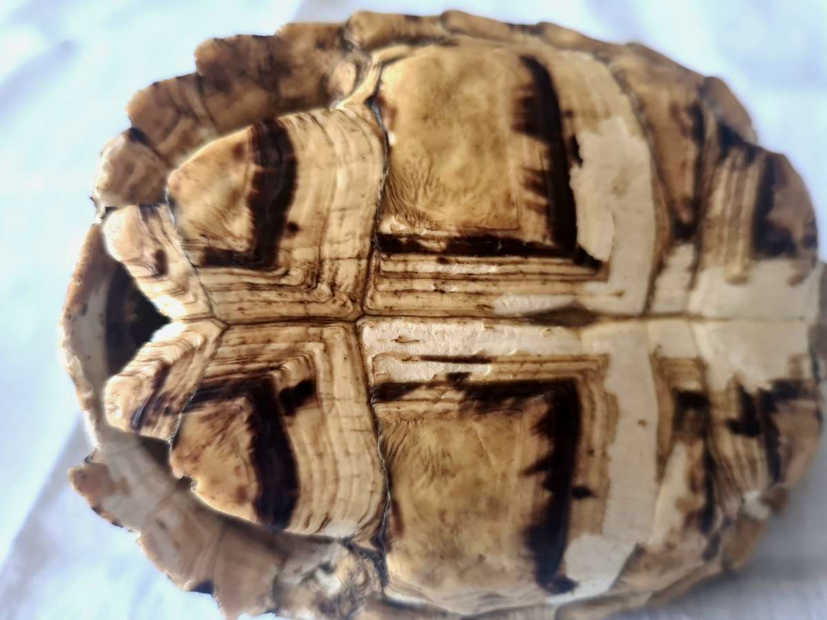 Pair of antique Leopard tortoise shell -relisted due to non payment