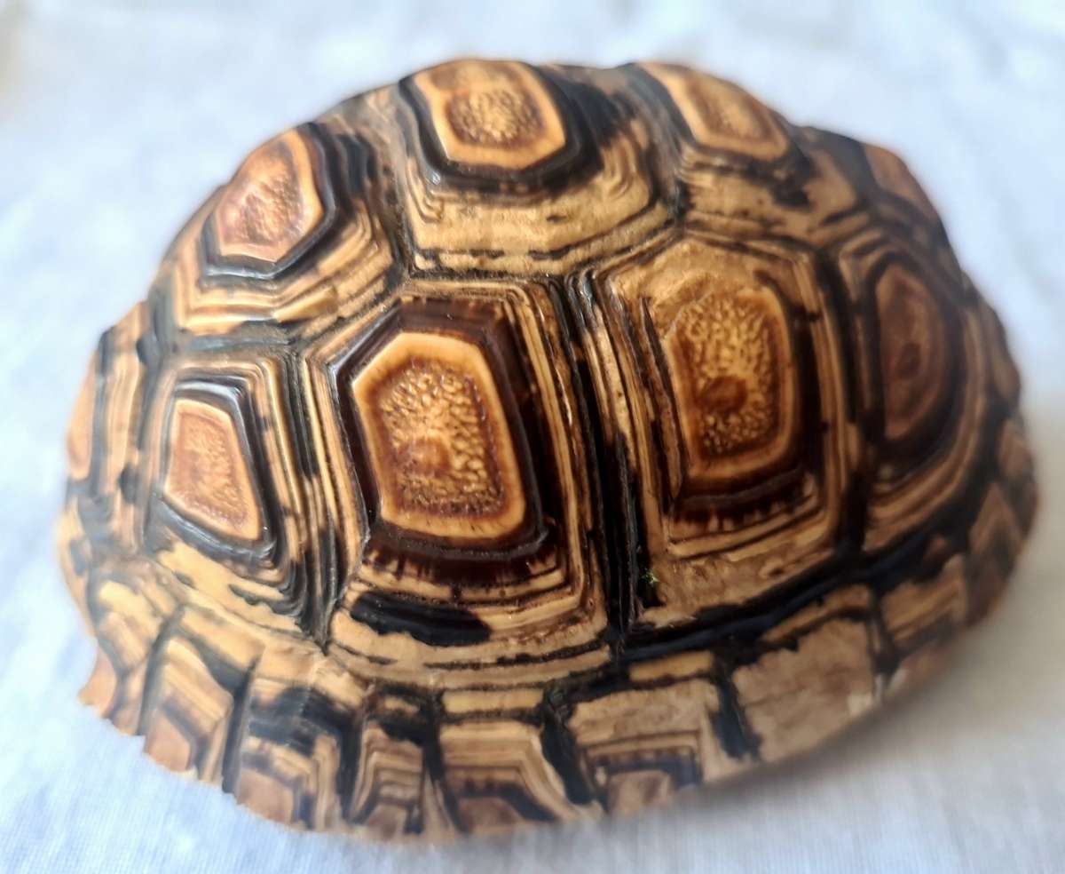 Pair of antique Leopard tortoise shell -relisted due to non payment