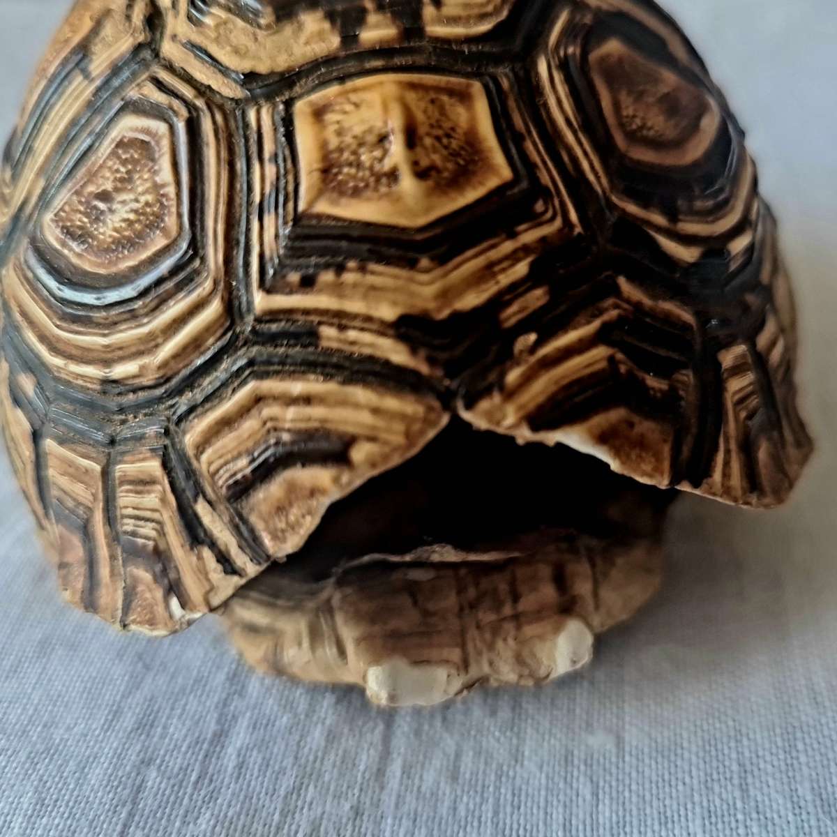 Pair of antique Leopard tortoise shell -relisted due to non payment