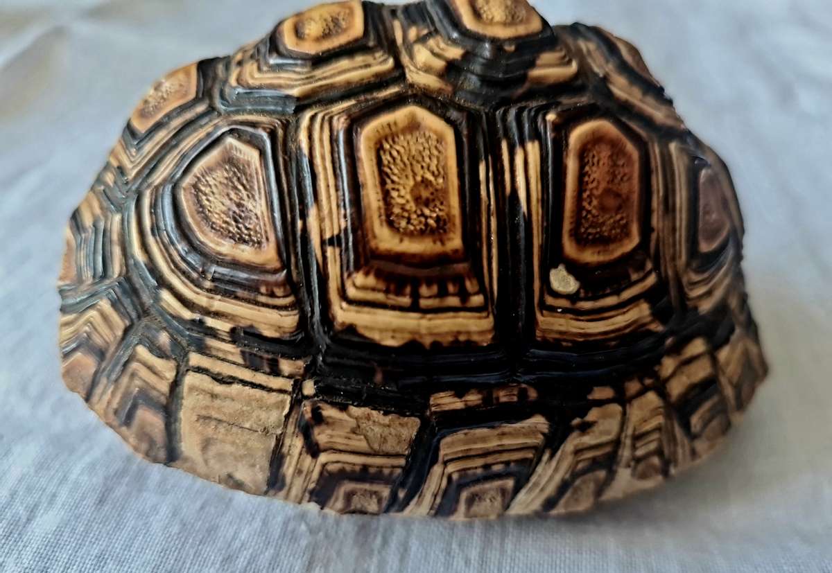 Pair of antique Leopard tortoise shell -relisted due to non payment