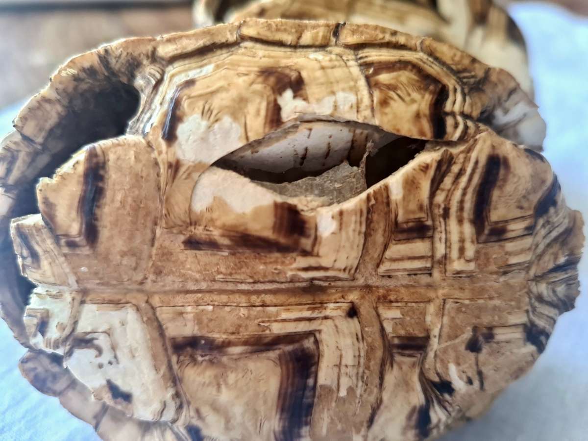 Pair of antique Leopard tortoise shell -relisted due to non payment