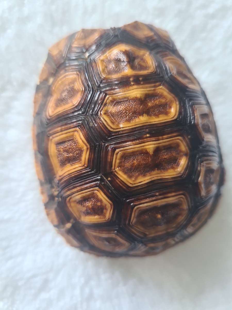 Antique Tortoise Shell