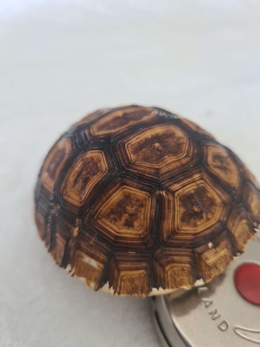 Antique Tortoise Shell