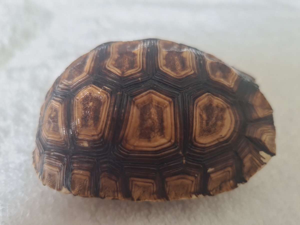 Antique Tortoise Shell