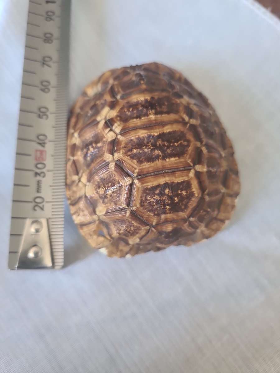 Antique Tortoise Shell