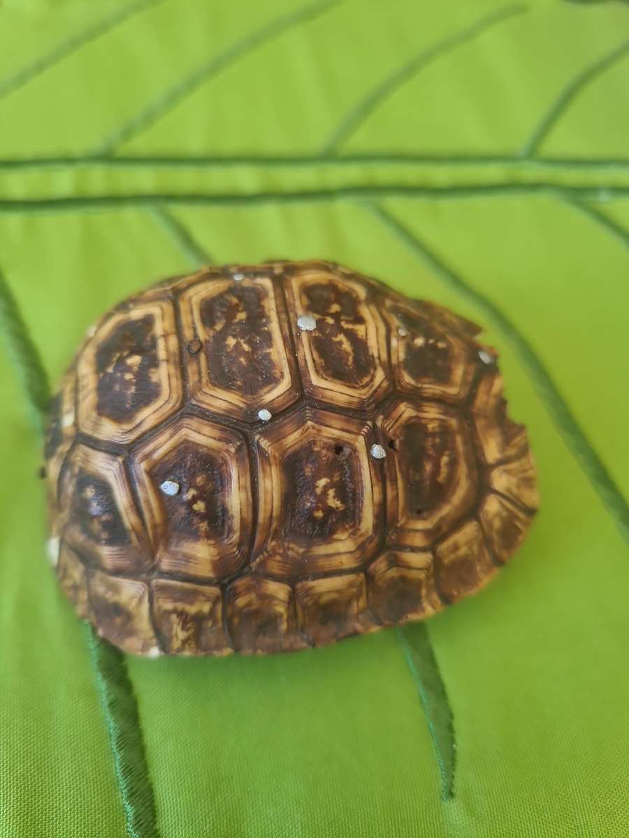 Antique Tortoise Shell