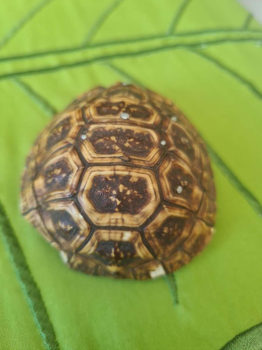 Antique Tortoise Shell